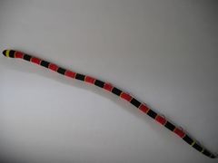 Mike's Coral Snake