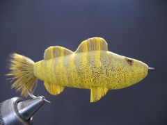 Yellow Perch