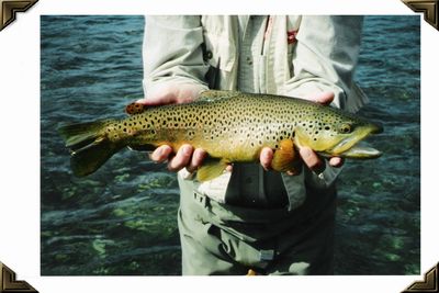 Bighorn River Wyoming - Brown, Summer, 2002