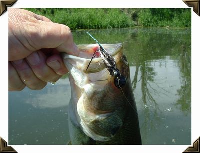 Largemouth Bass taken with The Misfit - Shelby County, Iowa 