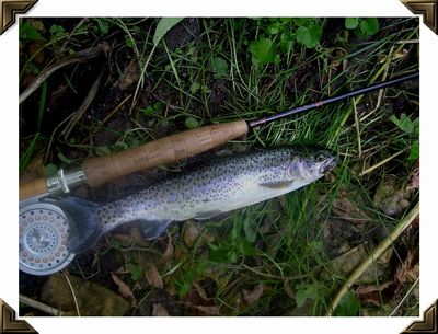 Typical Rainbow - Trout River - Winneshiek County, Iowa - August, 2005 