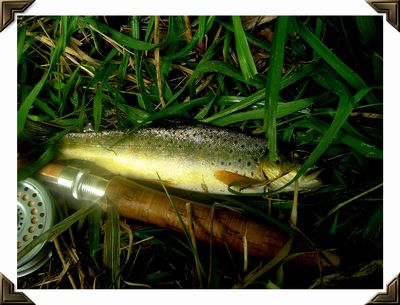 Stream born Brown Trout - Waterloo Creek - Allamakee County, Iowa - August, 2005