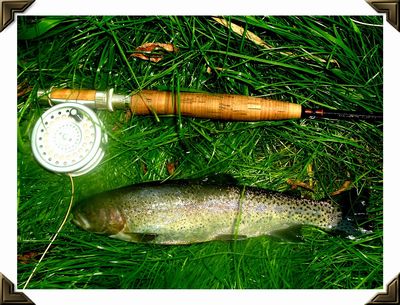 Spring Creek trout are great fun on a 3-wt. rod.