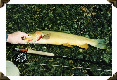 Northfork River Arkansas - Cutthroat - Fall, 2001